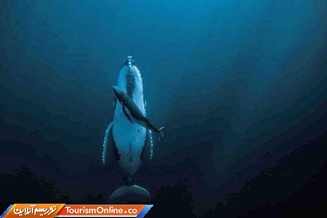 نهنگ گوژپشت