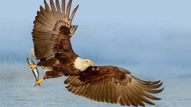 لحظه شکار ماهی