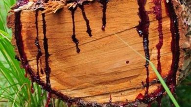 عجیب ترین درخت که خونریزی میکند