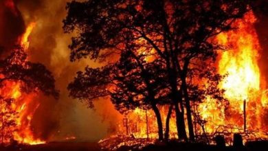 آتش در جنگل