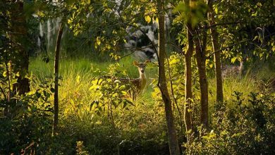 سوندرابانس بنگلاذش