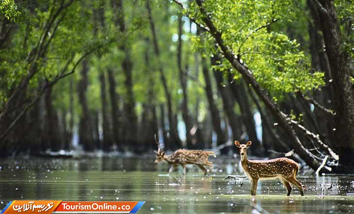 سوندرابانس بنگلاذش