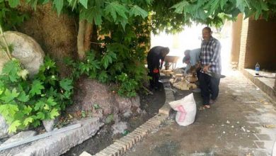 چنارهای میامی