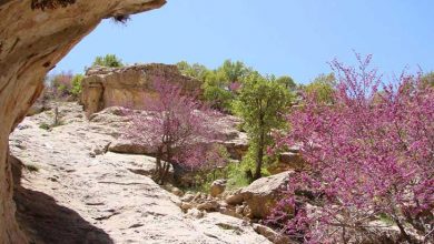 تنگه یا دره ارغوانی ایلام