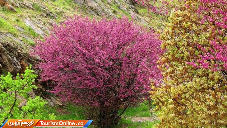 دره یا تنگه ارغوان ایلام