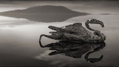 دریاچه ناترون