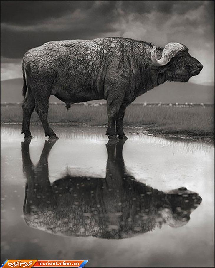 دریاچه ناترون