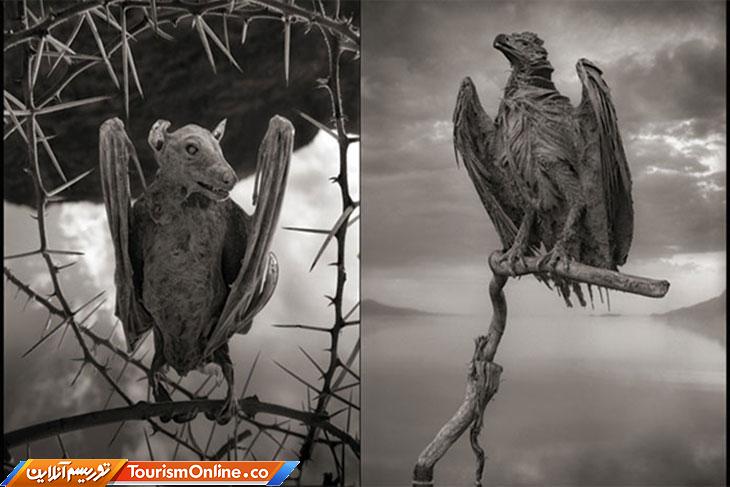 دریاچه ناترون