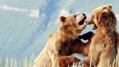 دفاع خرس از قلمرو