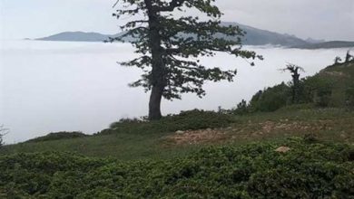 جنگل ابر شاهرود