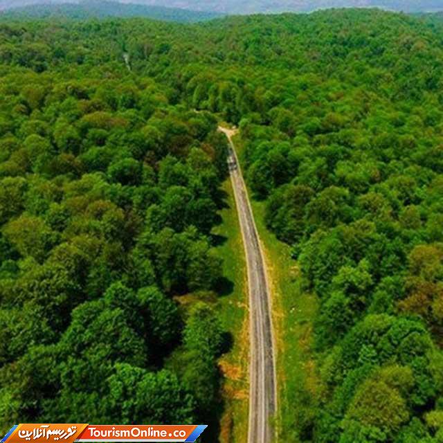 جنگل هیرکانی