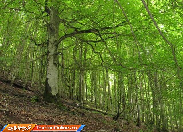 جنگل هیرکانی