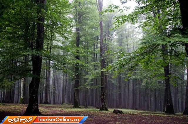 جنگل هیرکانی