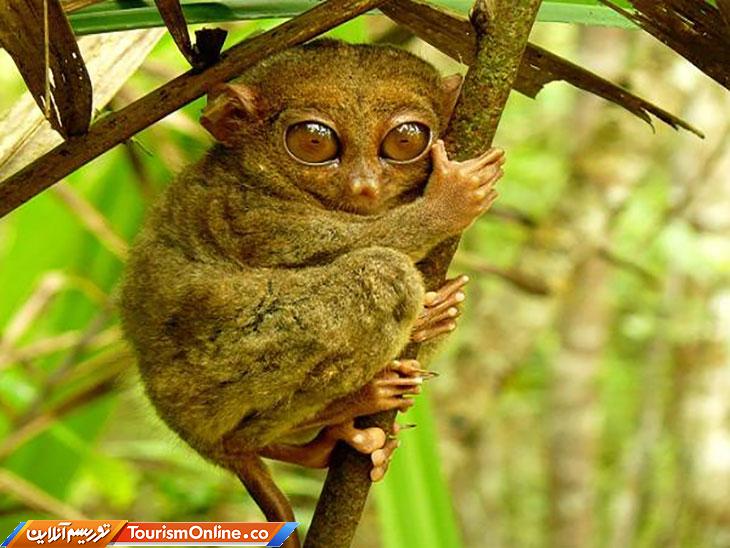 جزیره بوهول فیلیپین