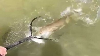 ماهی آدم نما