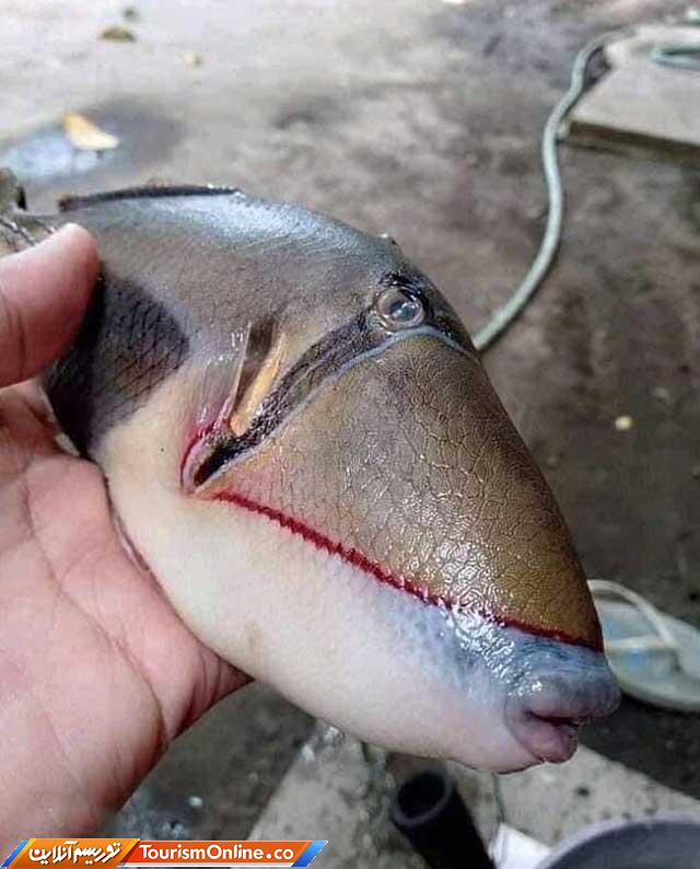 ماهی آدم نما