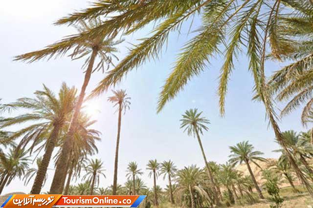 نخلستان و بیابان