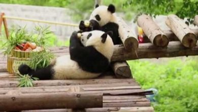 شیطنت پانداهای چین