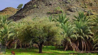 روستای کوهشاه ریگان