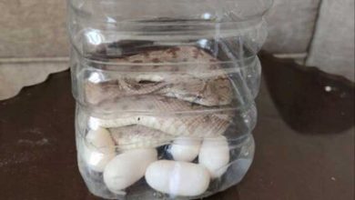 تخم گذاری مار در بطری