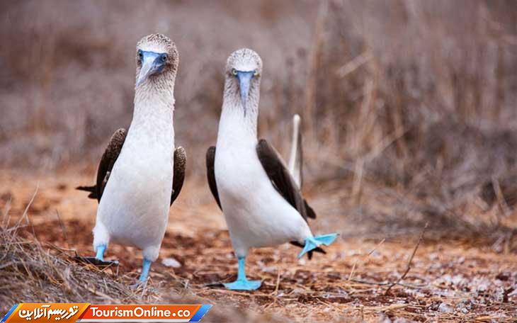 حیوانات بانمک