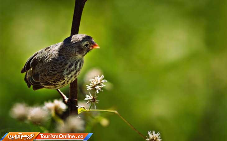 حیوانات بانمک