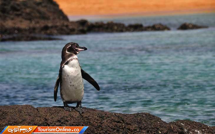 حیوانات بانمک