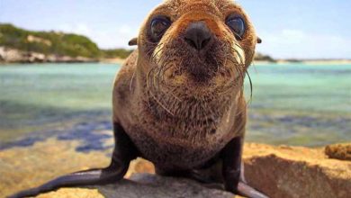 حیوانات بانمک