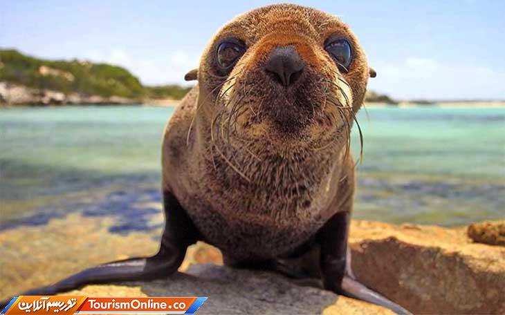 حیوانات بانمک