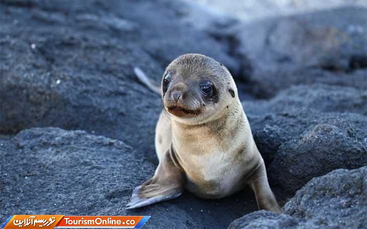 حیوانات بانمک