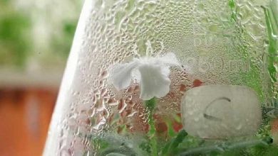 عجیب ترین گیاهان