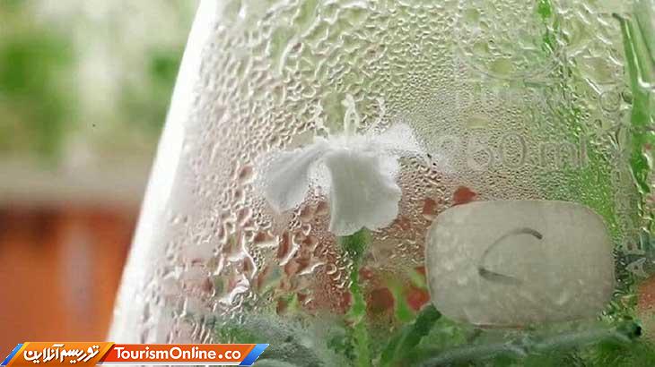 عجیب ترین گیاهان