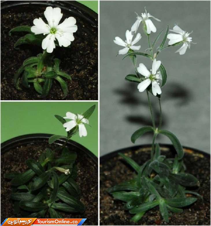 عجیب ترین گیاهان