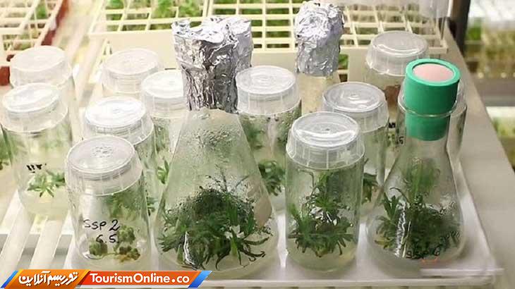 عجیب ترین گیاهان