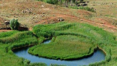 چملی‌گول تکاب