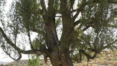 درخت کهنسال صنوبر