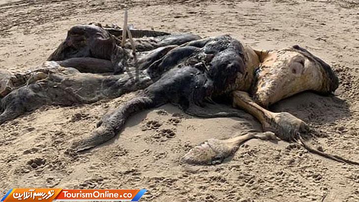 جانور عجیب در ساحل