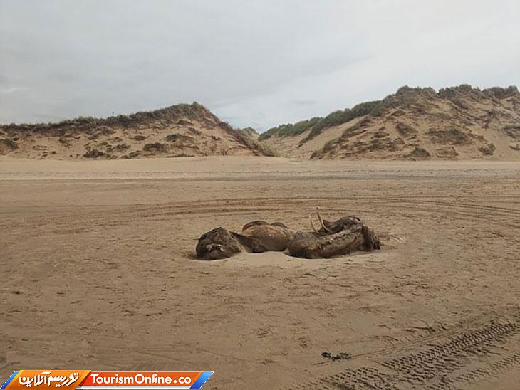 جانور عجیب در ساحل