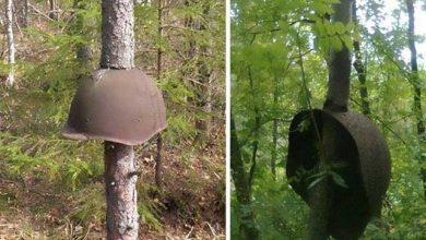 طبیعت در جنگ جهانی اول