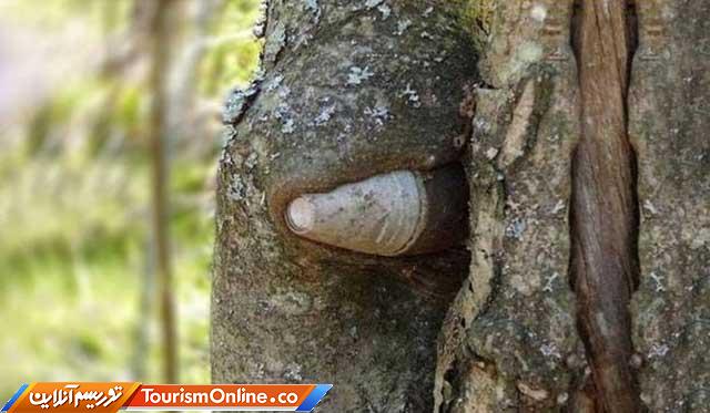 طبیعت در جنگ جهانی اول