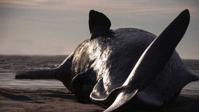 لحظه انفجار نهنگ عنبر