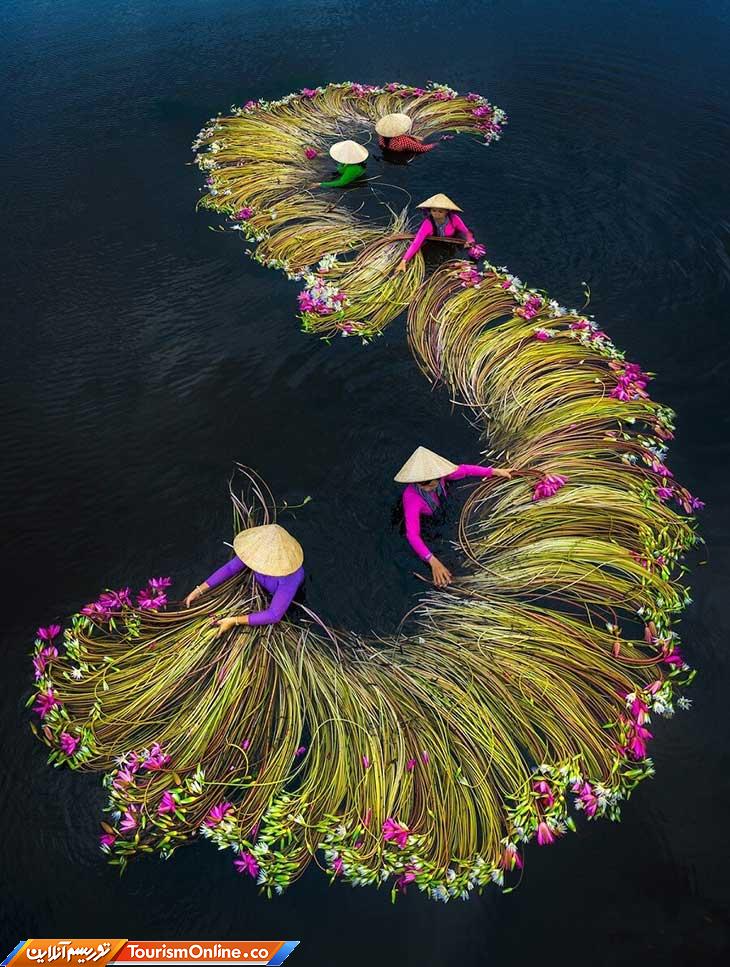 نیلوفر آبی ویتنام