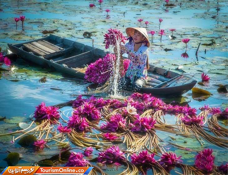 نیلوفر آبی ویتنام