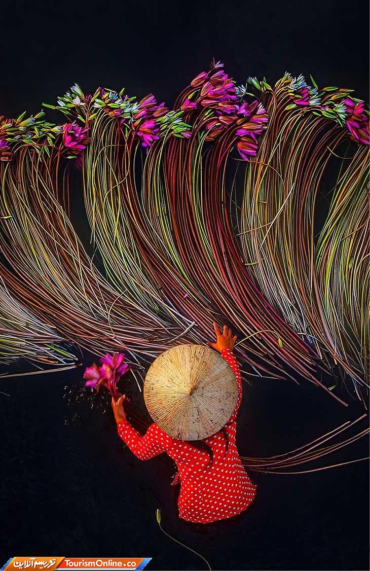 نیلوفر آبی ویتنام