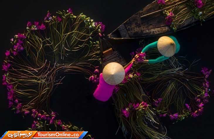 نیلوفر آبی ویتنام