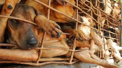 سگ کشی در ویتنام