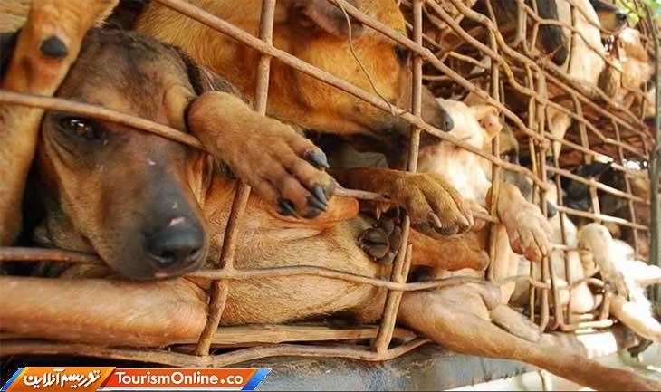 سگ کشی در ویتنام