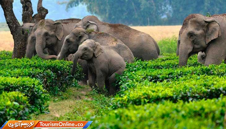 ساحل عاج کشور فیل ها