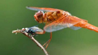 تناسب اندام سنجاقک ها