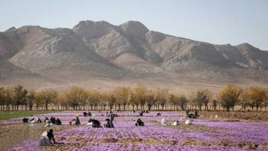 زعفران نطنز